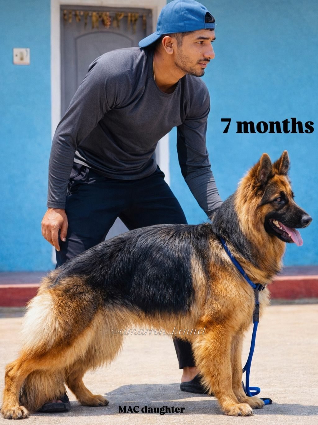 German Shepherd at 7 months — MAC daughter